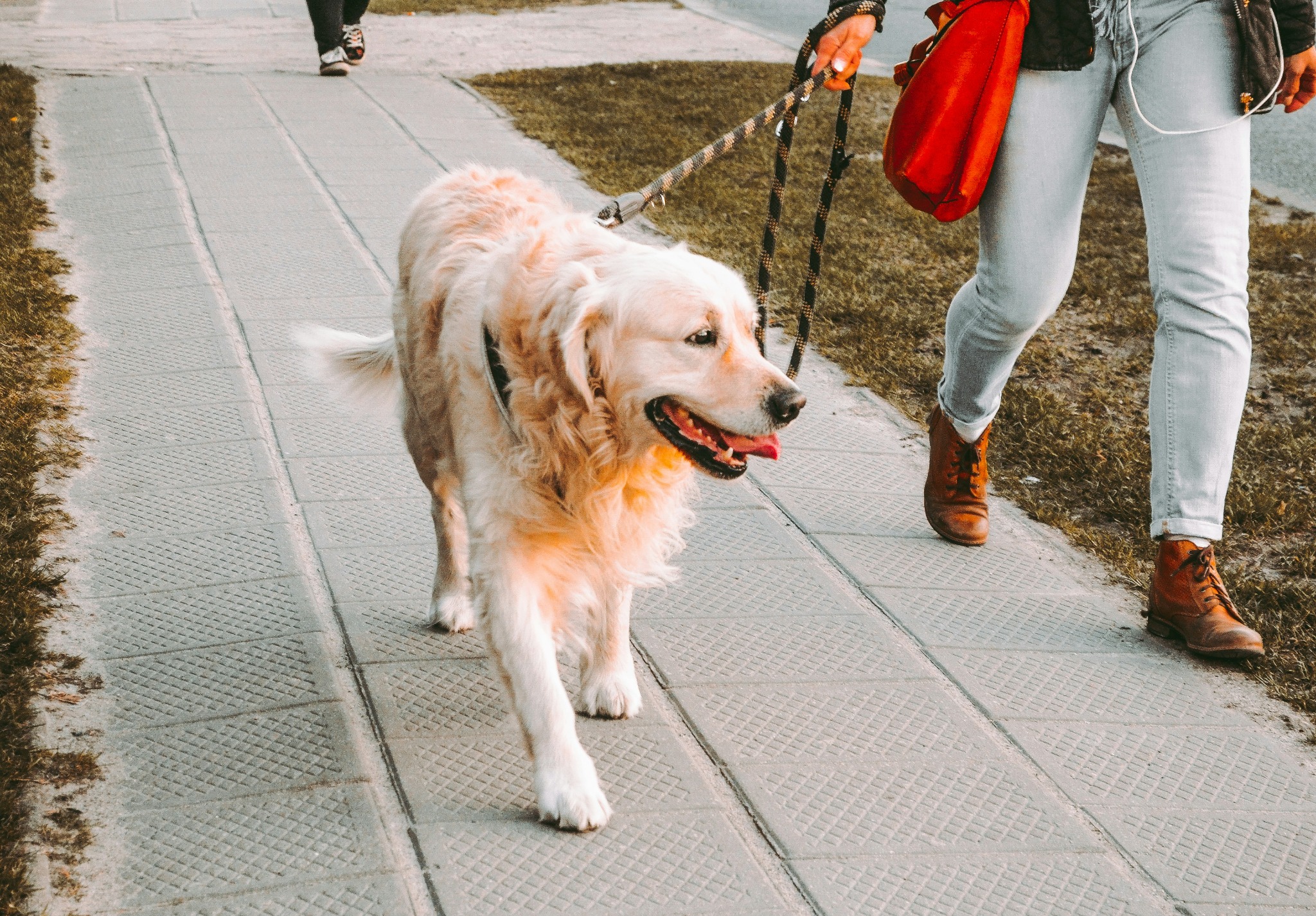 A golden retriever walking on a lead