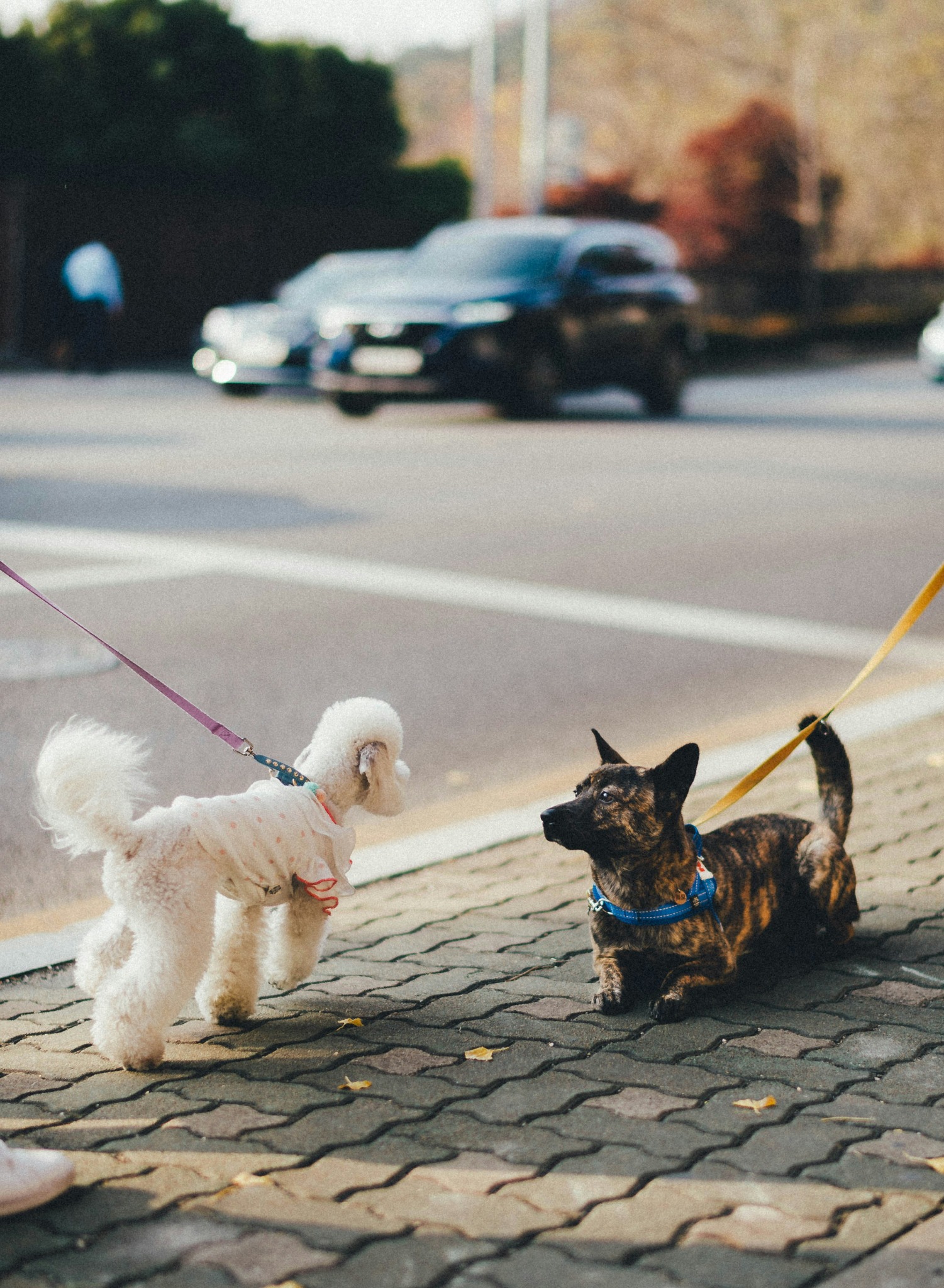 Two small dogs meeting on a footpath