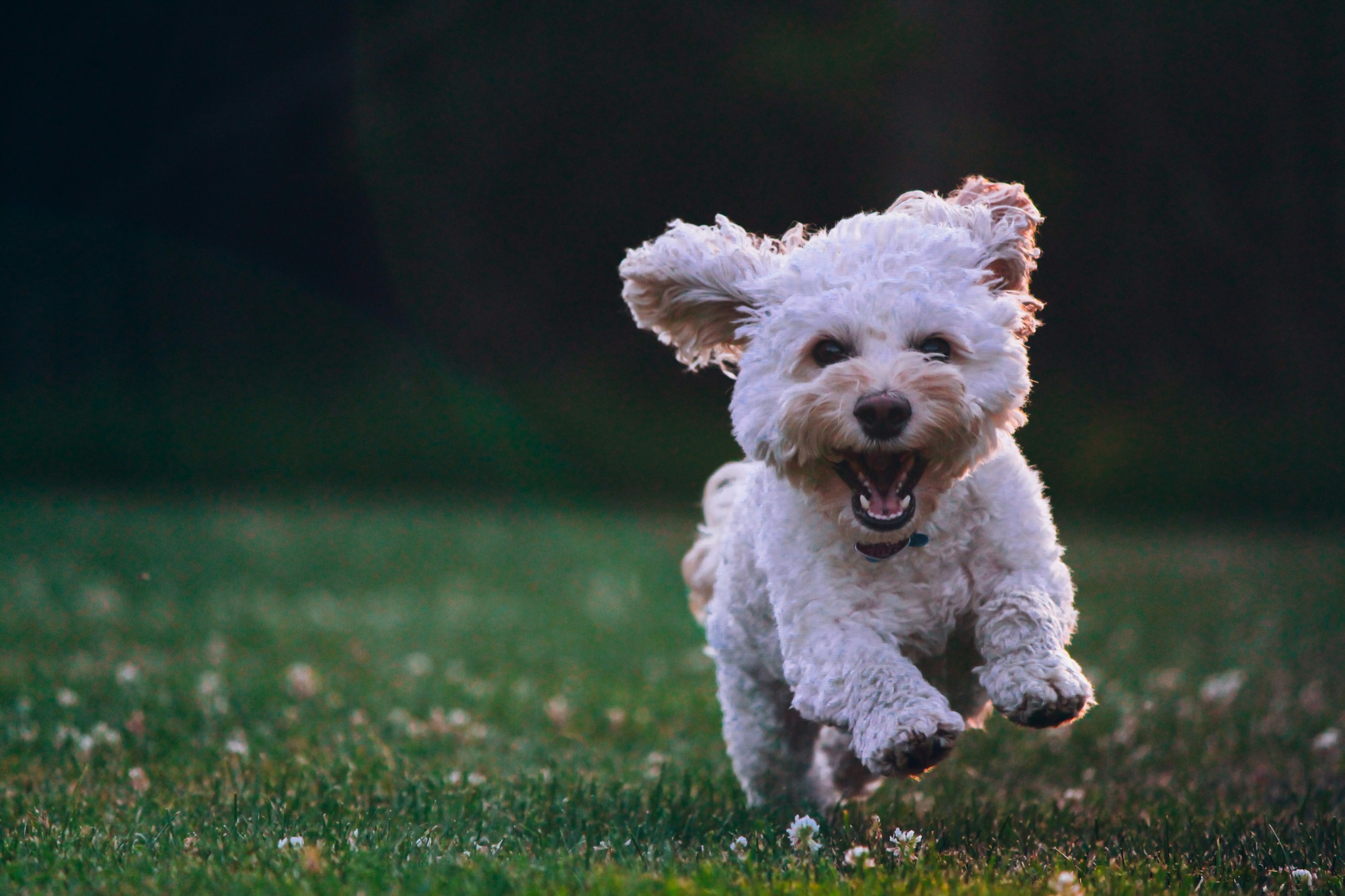 Two happy dogs running outdoors